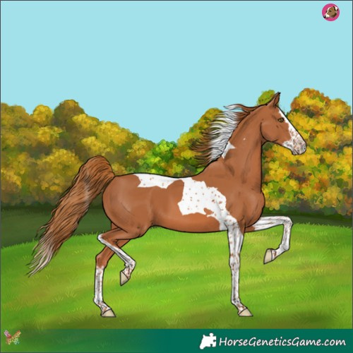 Horse Color:Chestnut Splash Tobiano 