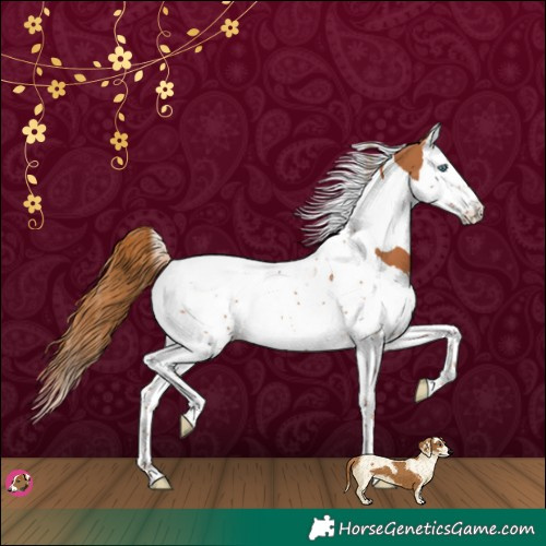 Horse Color:Chestnut Splash Tobiano 