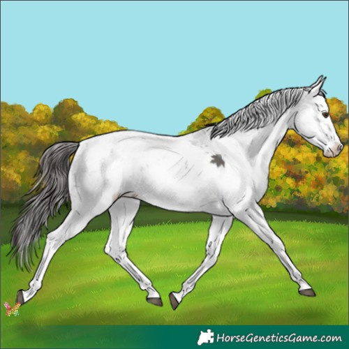 Horse Color:Liver Chestnut Ice Sabino 