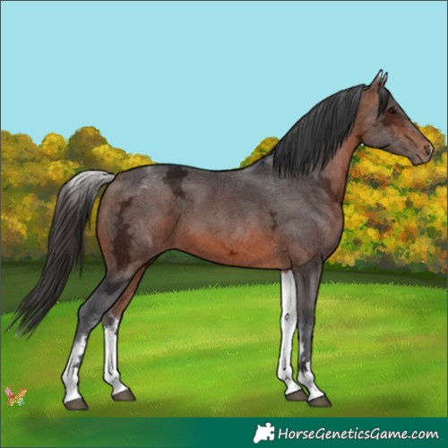 Horse Color:White Spotted Bay Ice Sabino 