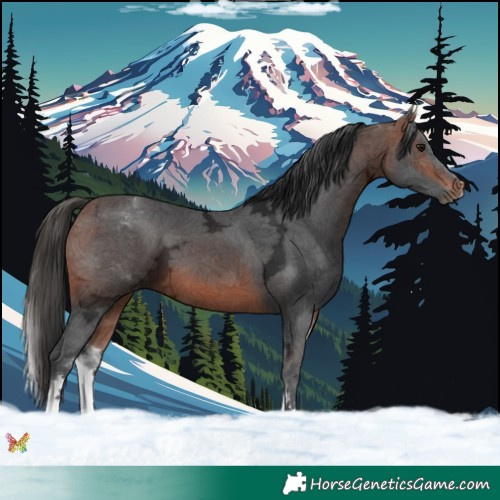 Horse Color:White Spotted Bay Ice Sabino 