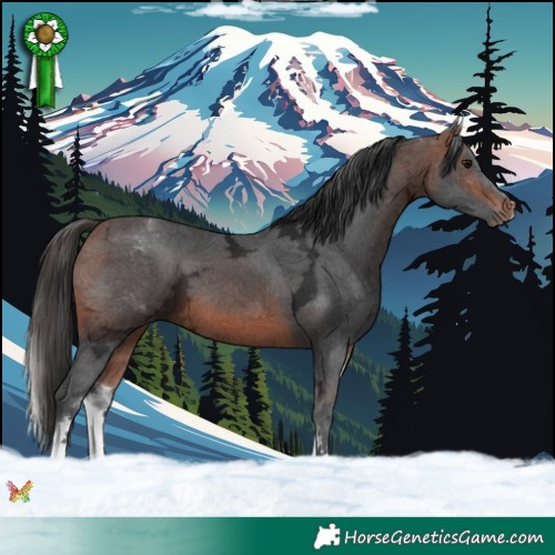 Horse Color:White Spotted Bay Ice Sabino 