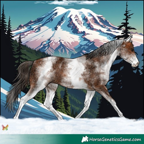 Horse Color:White Spotted Bay Ice Rabicano 