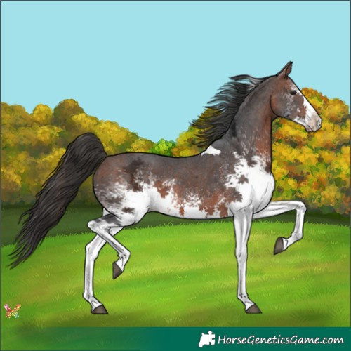 Horse Color:White Spotted Bay Ice Tobiano 