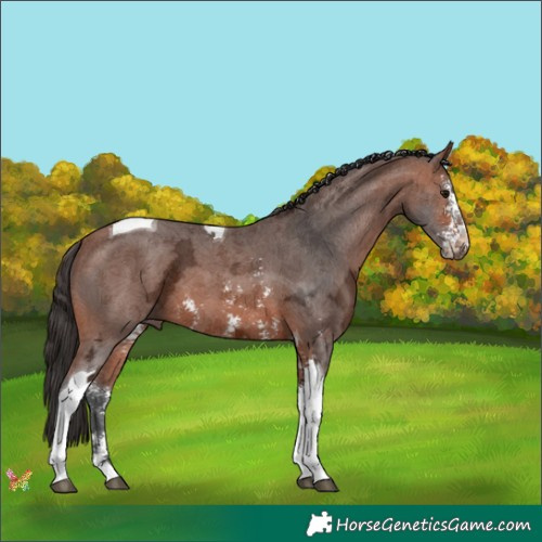Horse Color:Bay Ice Sabino Tobiano 