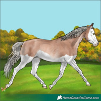 Horse Color:Gold Champagne Mushroom Splash Rabicano