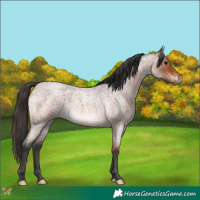 Horse Color:Bay Roan 