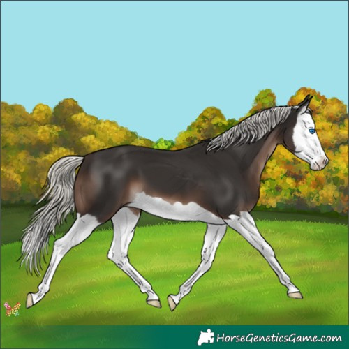 Horse Color:Liver Chestnut Mushroom Splash 