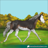 Horse Color:Liver Chestnut Mushroom Splash 