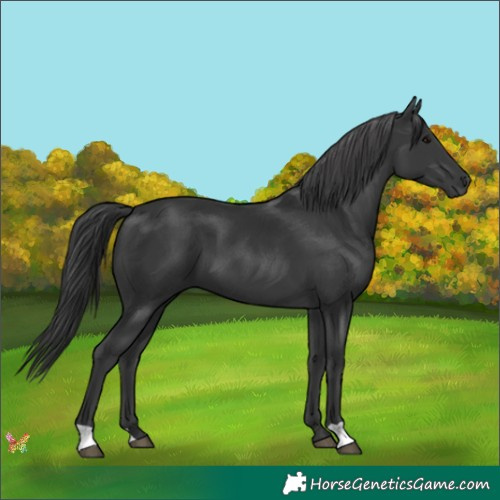 Horse Color:Black Mushroom 