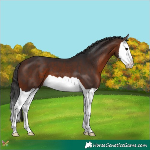 Horse Color:Bay Splash 