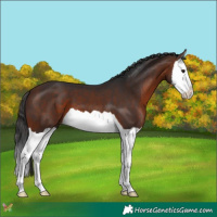 Horse Color:Bay Splash 