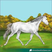Horse Color:White Spotted Chocolate Palomino Mushroom Splash 