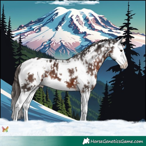 Horse Color:White Spotted Liver Chestnut Splash Appaloosa 