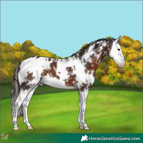 Horse Color:White Spotted Liver Chestnut Splash Appaloosa 