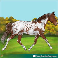 Horse Color:White Spotted Chestnut Appaloosa