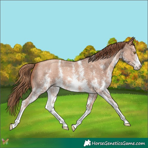 Horse Color:Gold Champagne Sabino