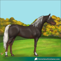 Horse Color:Liver Chestnut Mushroom 