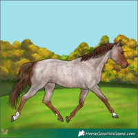 Horse Color:Red Roan 