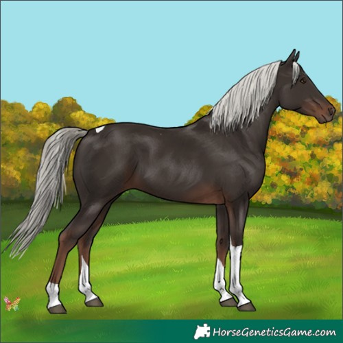Horse Color:Liver Chestnut Mushroom Tobiano