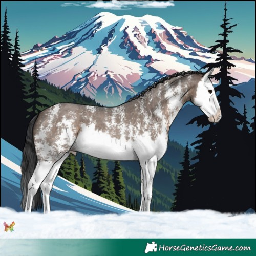 Horse Color:Brown Dun Sabino Splash 