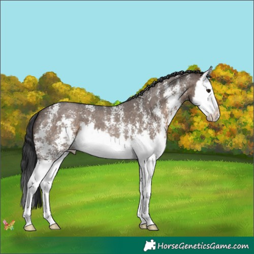 Horse Color:Brown Dun Sabino Splash 