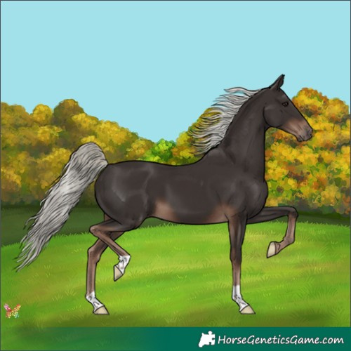 Horse Color:Liver Chestnut Mushroom 