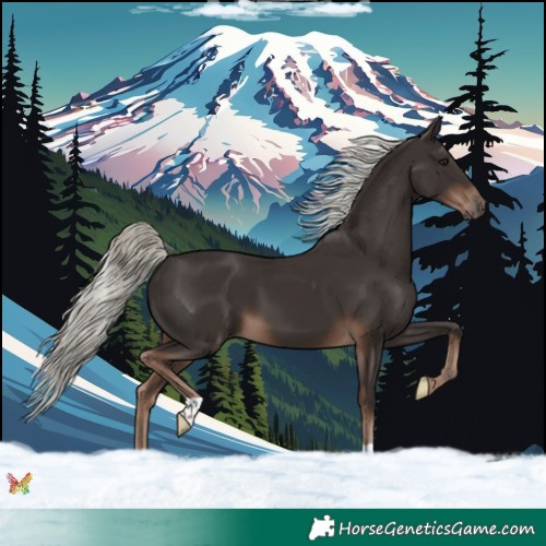 Horse Color:Liver Chestnut Mushroom 