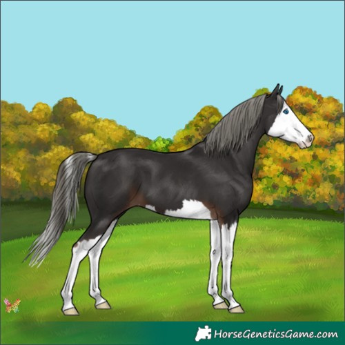 Horse Color:Liver Chestnut Mushroom Splash