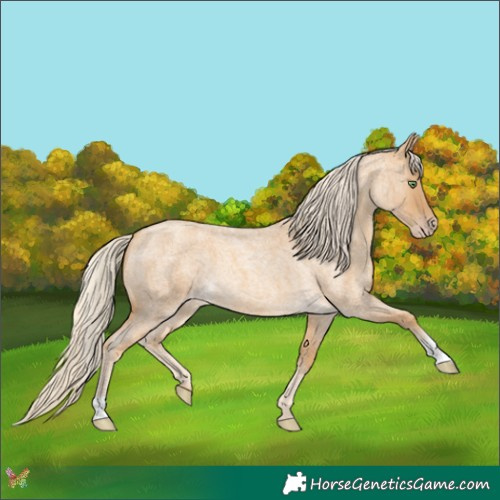 Horse Color:Gold Cream Champagne Roan