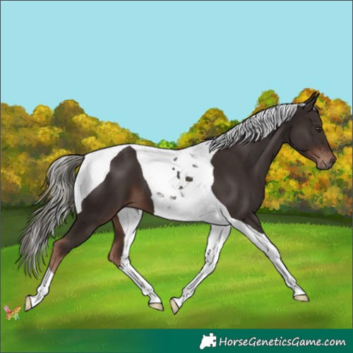 Horse Color:Liver Chestnut Mushroom Tobiano
