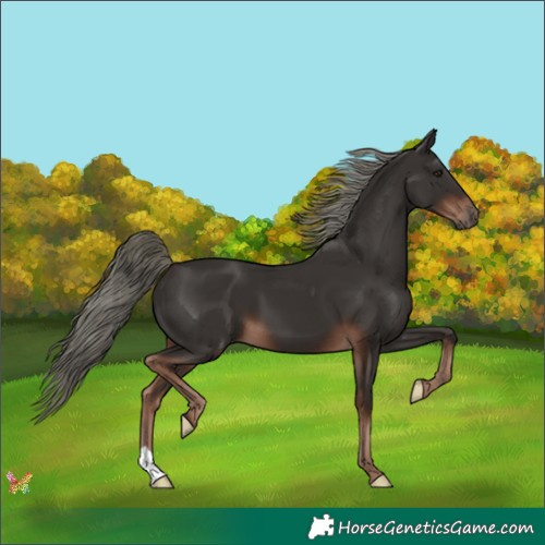 Horse Color:Liver Chestnut Mushroom 
