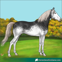 Horse Color:White Spotted Liver Chestnut Mushroom