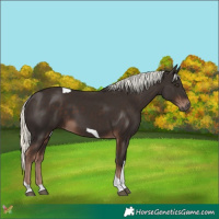 Horse Color:Liver Chestnut Mushroom Tobiano