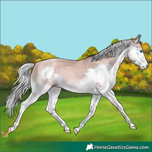 Horse Color:Gold Champagne Mushroom Splash