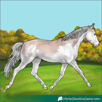 Horse Color:Gold Champagne Mushroom Splash
