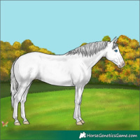 Horse Color:Gold Champagne Mushroom Splash Appaloosa 