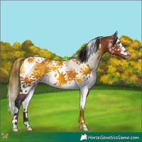 Horse Color:White Spotted Bay Splash Tobiano 