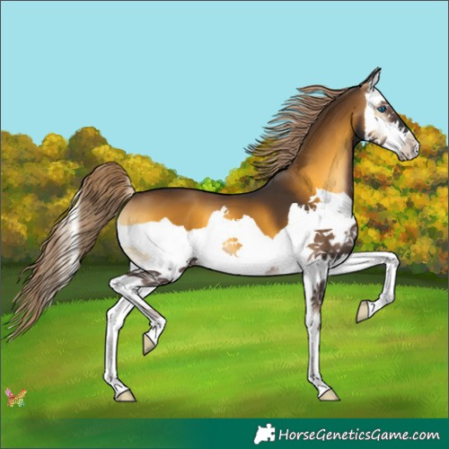 Horse Color:Chocolate Palomino Onyx Splash 