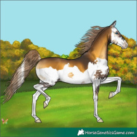 Horse Color:Chocolate Palomino Onyx Splash
