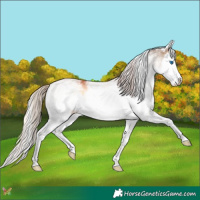 Horse Color:White Spotted Chocolate Palomino Onyx Splash 