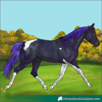 Horse Color:Watercolor Midnight Sable Champagne Tobiano 
