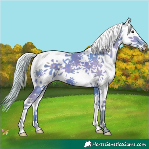 Horse Color:Watercolor Silver Black Splash 
