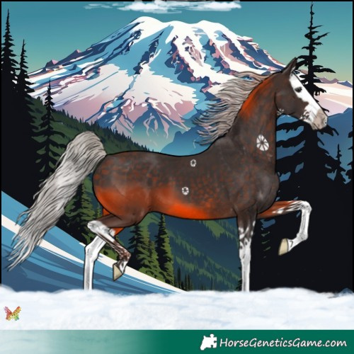 Horse Color:Silver Brown Splash 
