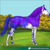 Horse Color:Watercolor Black Splash