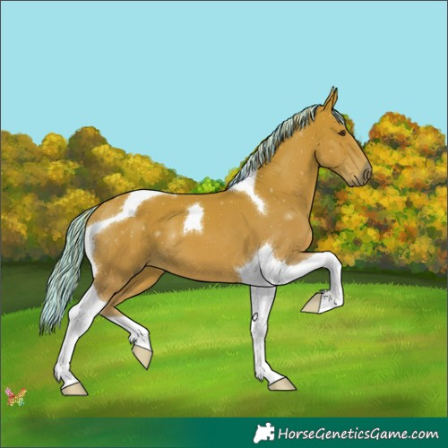 Horse Color:Painted Chestnut Tobiano 
