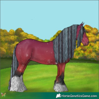 Horse Color:Painted Bay Tobiano 