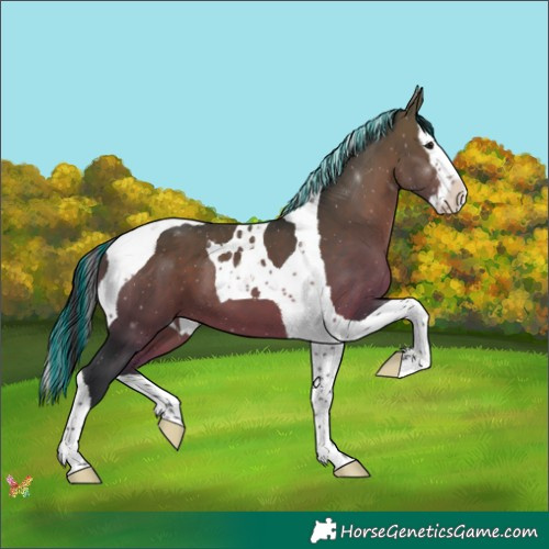 Horse Color:Painted Brown Splash Tobiano 