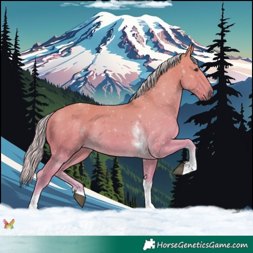 Horse Color:Painted Palomino Tobiano 