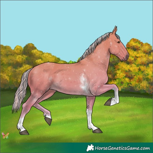 Horse Color:Painted Palomino Tobiano 